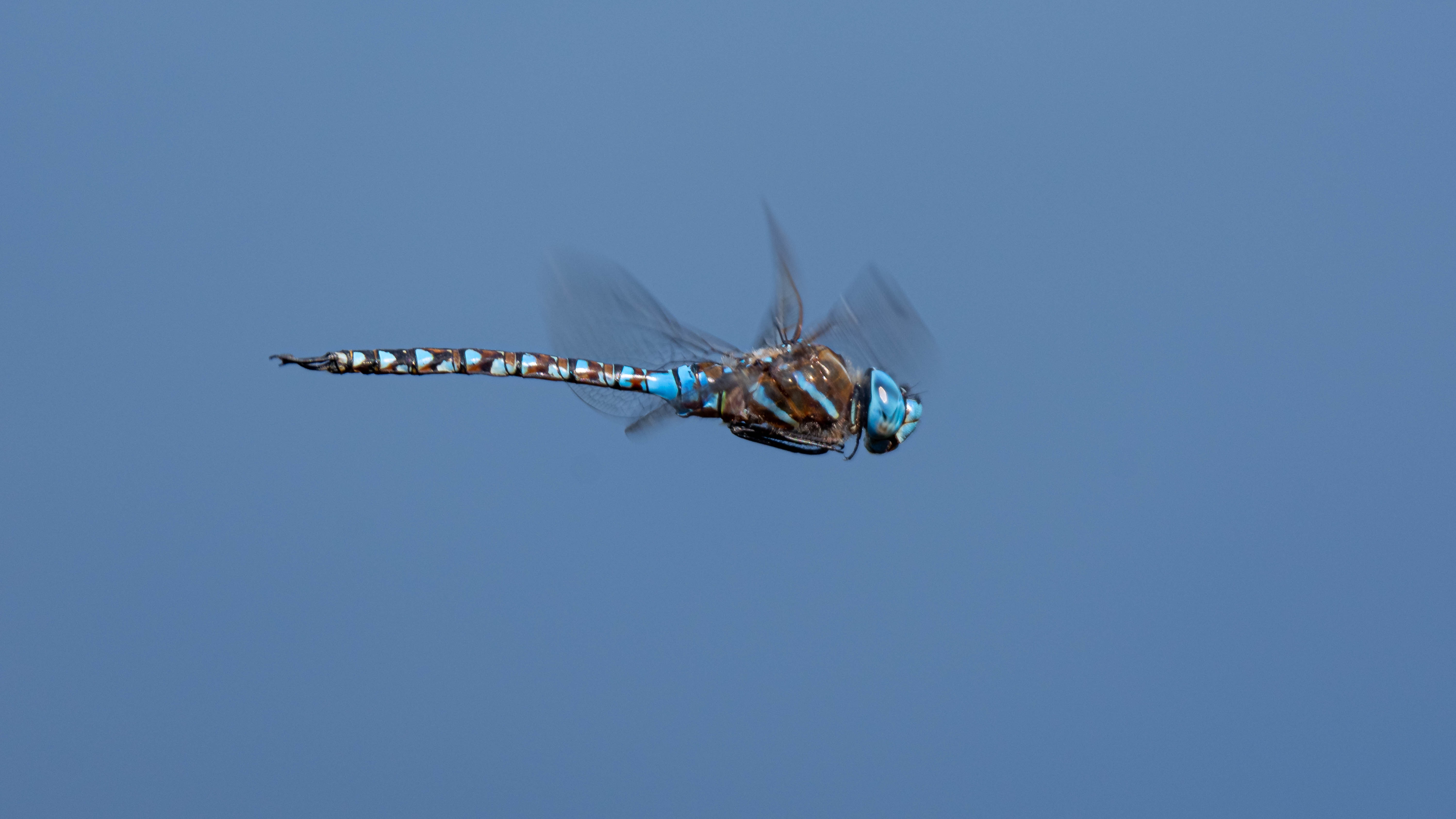 Dragonfly Client Internals